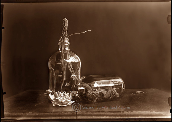 Dried garden III