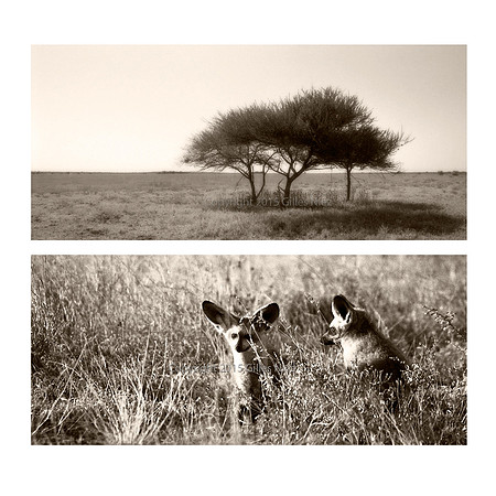 Bat Eared Fox, Central Kalahari Park, Botswana