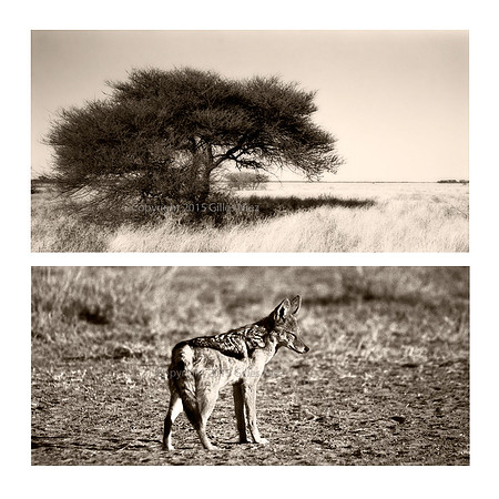 Chacal, Central Kalahari Park, Botswana