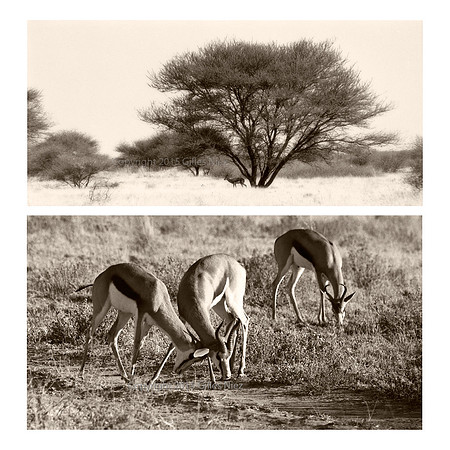 Impala, Central Kalahari Park, Botswana