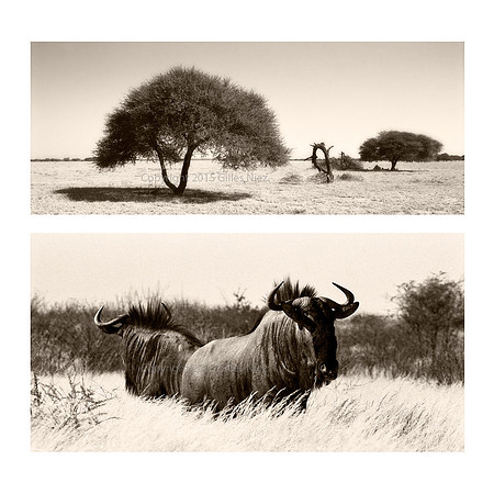 Wild beast (Gnou), Central Kalahari Park, Botswana