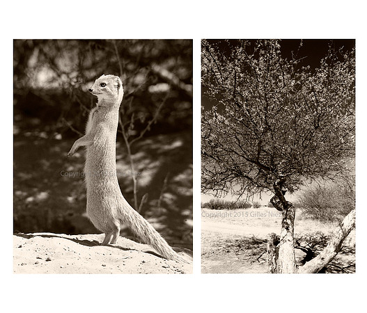 Yellow Mongoose, Kgalagadi Transfrontier Park (South Africa & Namibia), Kalahari desert