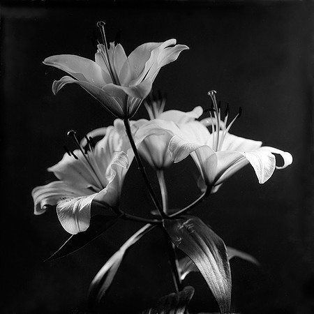 Transition VI