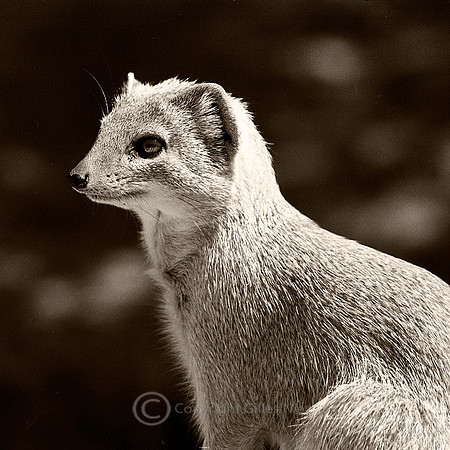 Yellow Mongoose, Kgalagadi Transfrontier Park (South Africa & Namibia), Kalahari desert