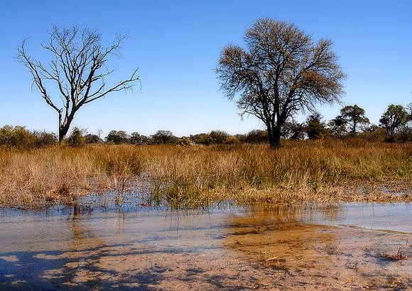 Okavango Delta 2, Botswana