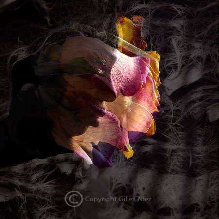 Dried flower I