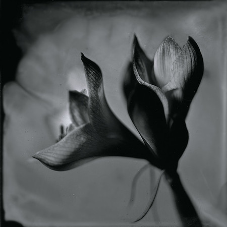 Positif sur verre au Collodion humide