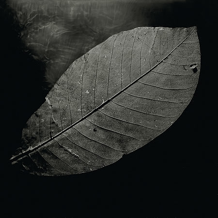 Positif sur aluminium au Collodion humide