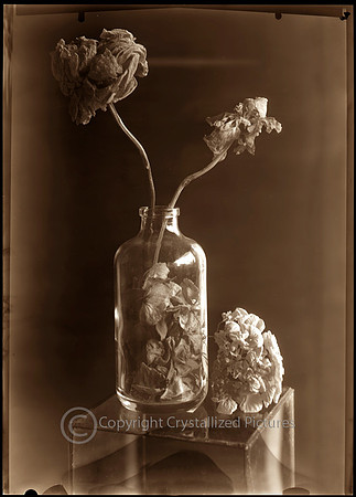 Dried garden IV