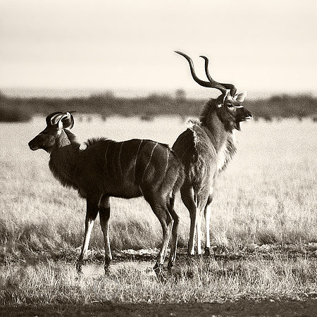Kudu, Central Kalahari Park, Botswana