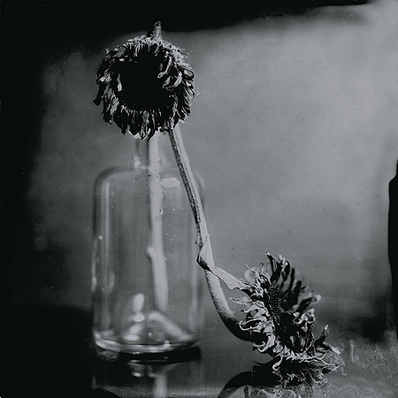 Positif sur aluminium au Collodion humide